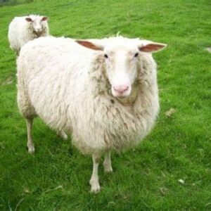 vendo ovejas