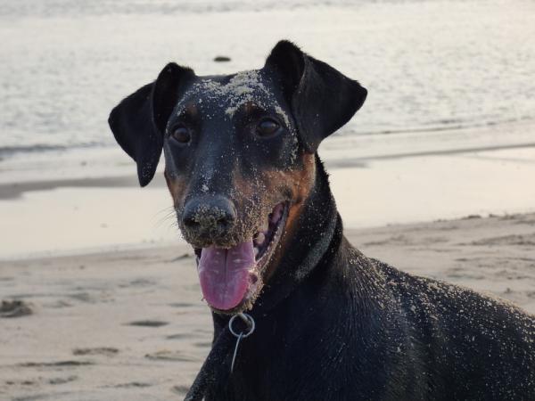 Doberman Pinscher