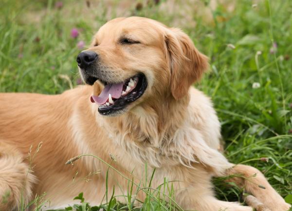 Golden Retriever