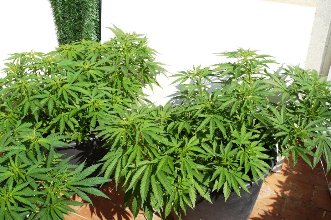Castex Secuestran 12 plantas adultas de marihuana