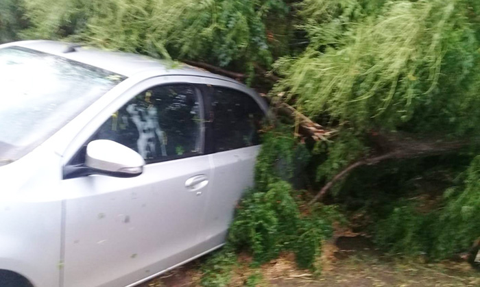 Un &aacute;rbol cay&oacute; sobre un autom&oacute;vil (Foto: RadioDon)  