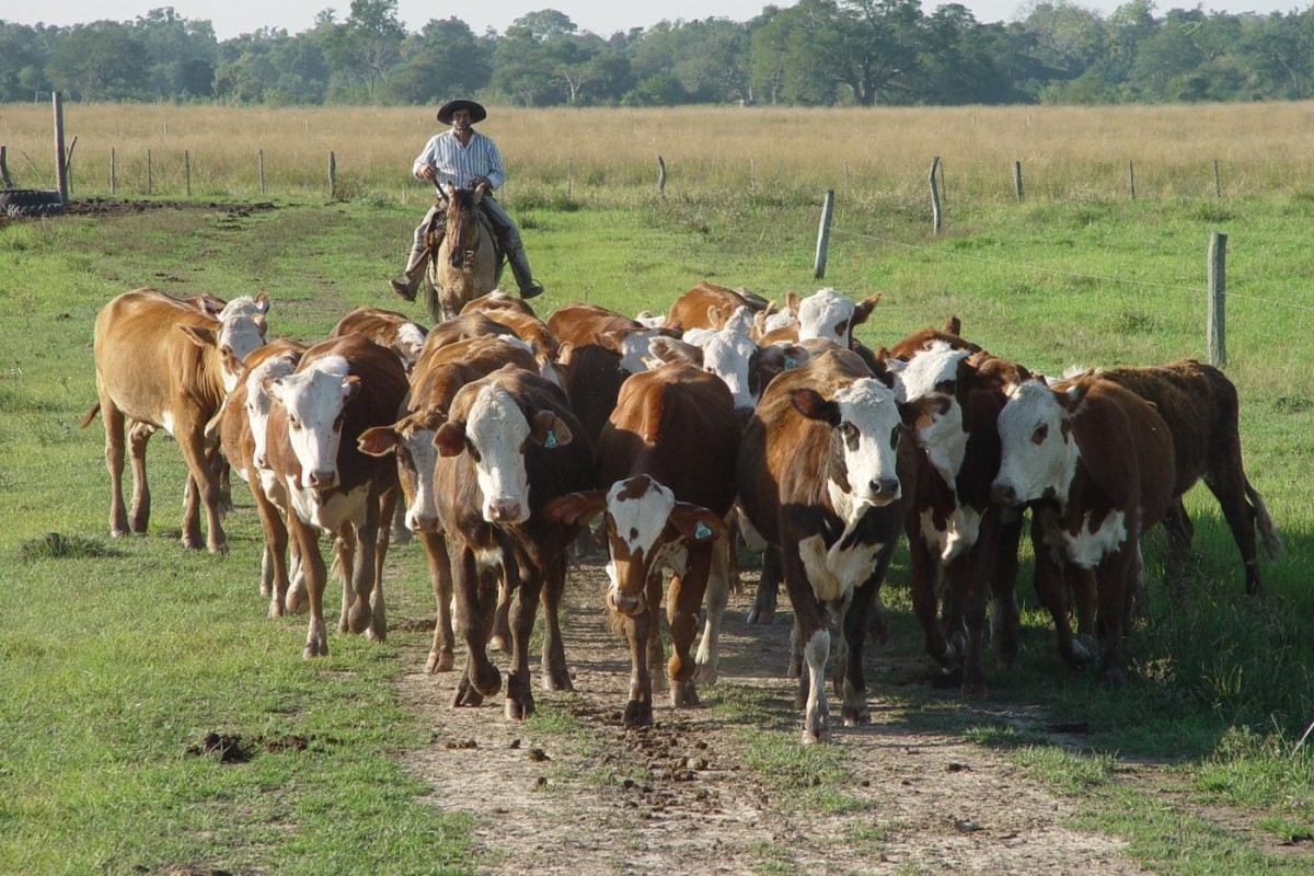 Miguel Riglos Ofrecerán una capacitación sobre rodeo de cría en La