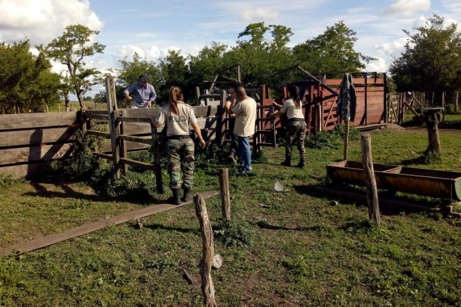 La policía logra dar con los animales en octubre de 2018 La policía logra dar con los animales en octubre de 2018