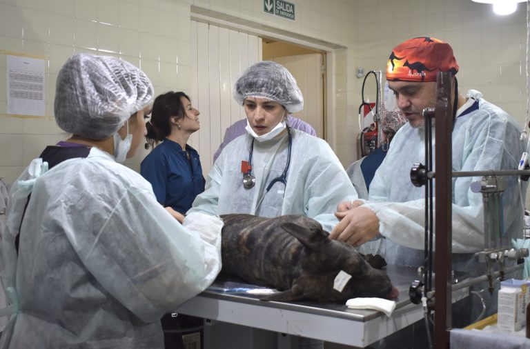 Con masiva participación, finalizó la campaña de castración en la Facultad de Ciencias Veterinarias
