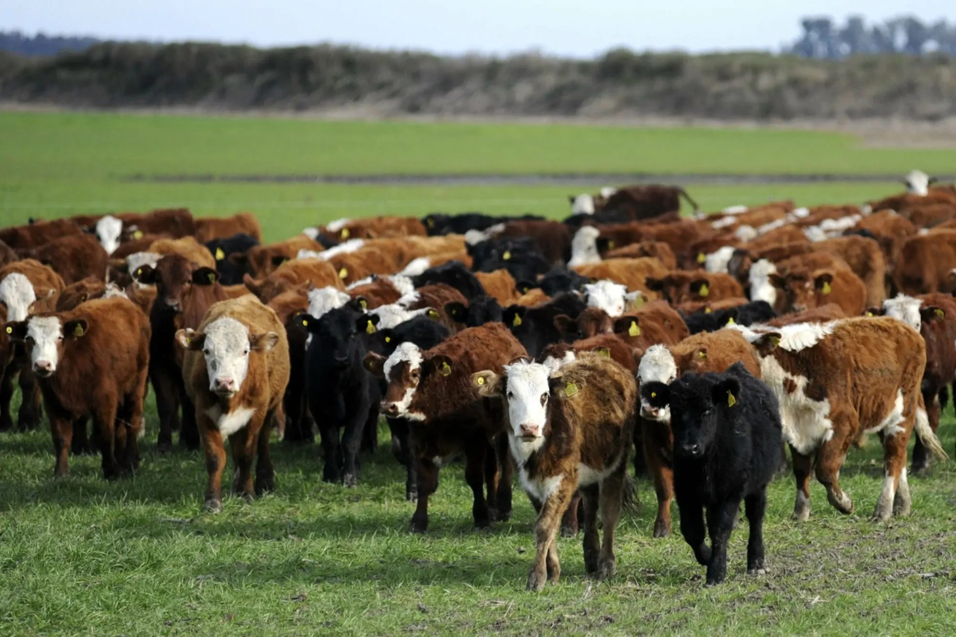 Carbunco cutáneo: desde la Facultad de Veterinarias dieron detalles sobre la enfermedad