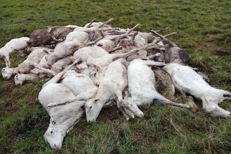 Esquilan 3500 ovejas por el calor, pero la temperatura bajó y murieron todas