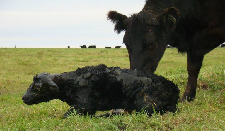 Jornada de “Actualización en Neosporosis” en la Facultad de Veterinarias
