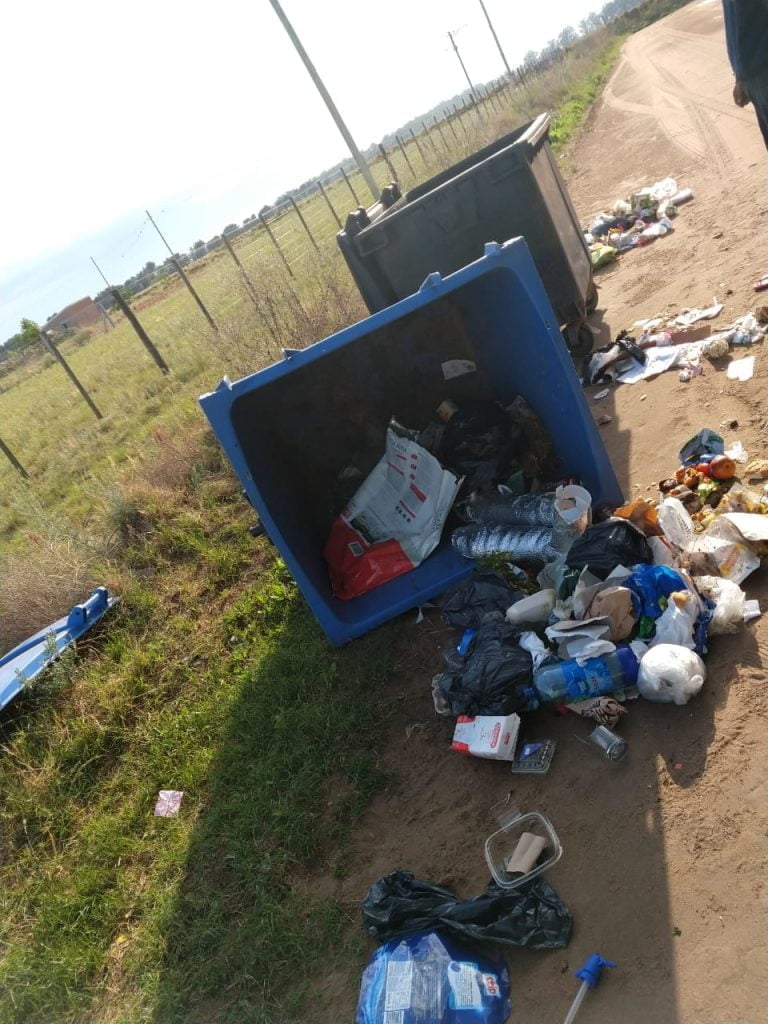 Encontraron varios perros muertos adentro de un contenedor