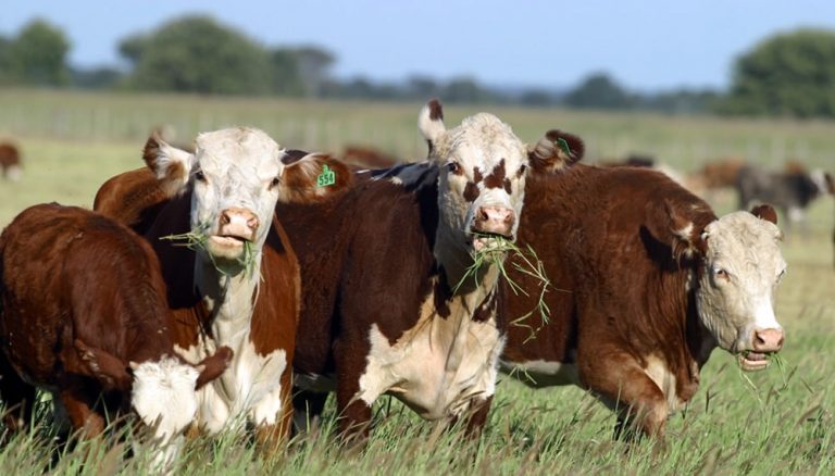 SENASA alertó por nuevos casos de carbunclo en La Pampa y reiteran medidas preventivas