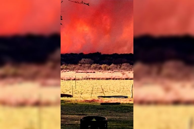 Incendio forestal en la zona de Quehué ha dejado una gran cantidad de animales muertos