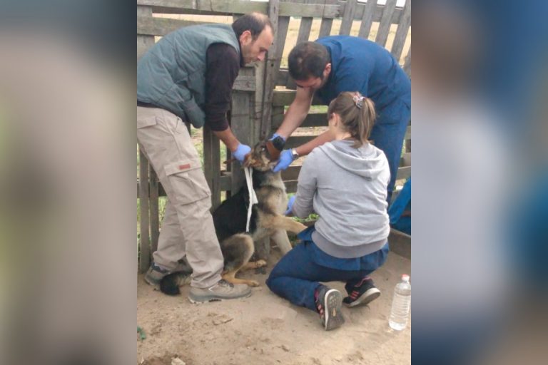 Acciones de diagnóstico y prevención de enfermedades zoonóticas: Veterinarios tomaron muestras de sangre a perros en criaderos de cerdos