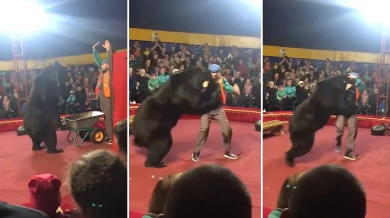 El aterrador momento en que un oso atacó a su domador en pleno show