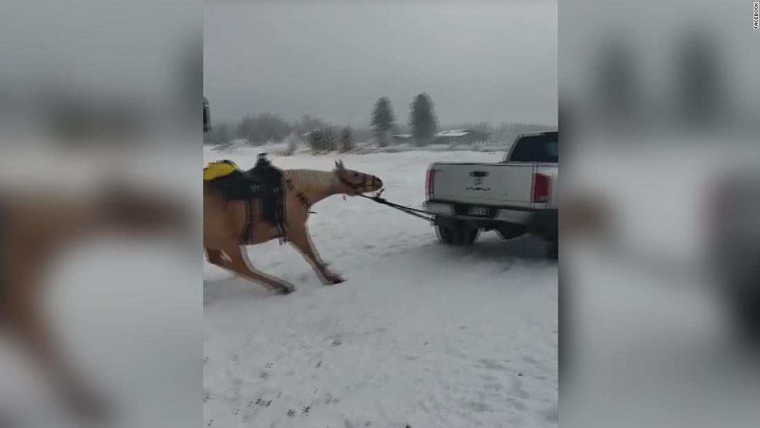 Maltrato animal: arrastraron cruelmente a su caballo con la camioneta