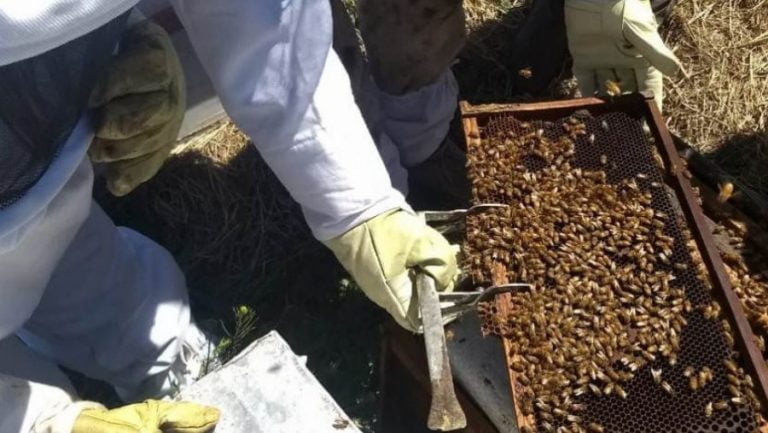 Concluyó el curso de formación de apicultores en General Pico