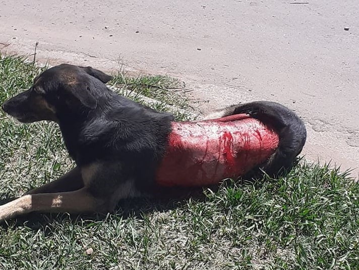 Encontraron un perro herido  y piden tránsito de forma urgente