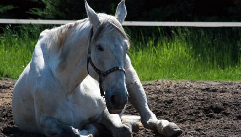Senasa advierte sobre una enfermedad mortal para los caballos