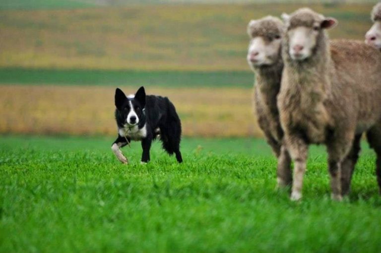 Dictarán un curso de Perros Arrieros en Veterinarias