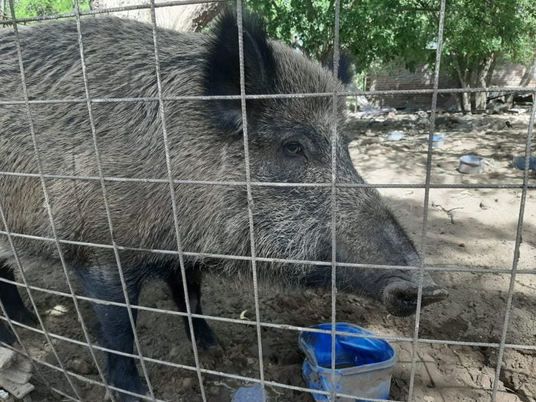 Victorica: Tenía en cautiverio un jabalí y una liebre mara