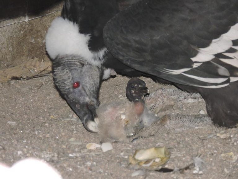 Nació el primer cóndor en cautiverio en Córdoba