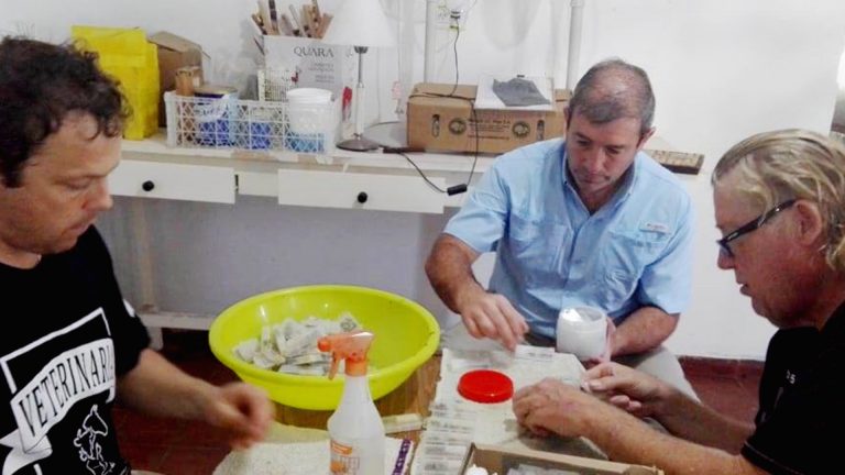 Se controló en General Pico el estado sanitario de 35 abejas reinas provenientes de España