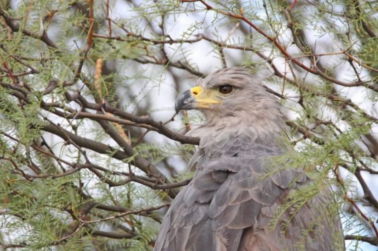 “Mes de las aves”: Se realizó el segundo encuentro en General Pico