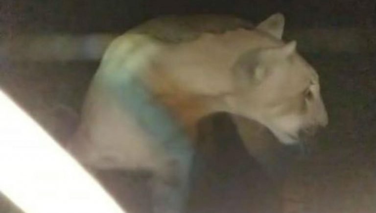 Pánico en una casa de Tafí Viejo: sintieron ruido y había un puma en una habitación