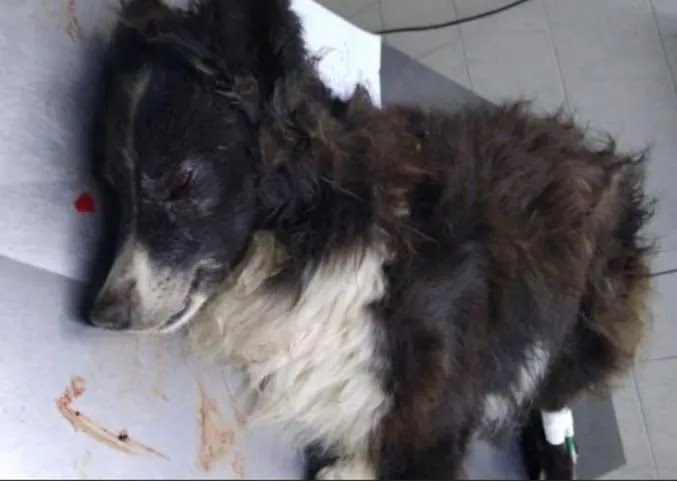 “Malevo” tiene 12 años y lucha por su vida: Balearon en la cabeza a un perrito para robarle a sus dueños jubilados en La Plata