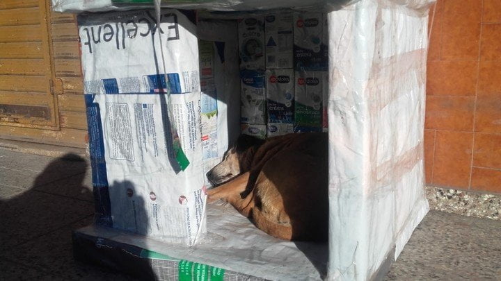 Estudiantes de un colegio en Buenos Aires arman cuchas para perros de la calle con envases reciclados de tetrapack