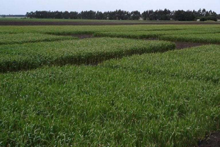 Bolsa de Cereales: La falta de lluvias afectó a la cebada y al trigo en La Pampa