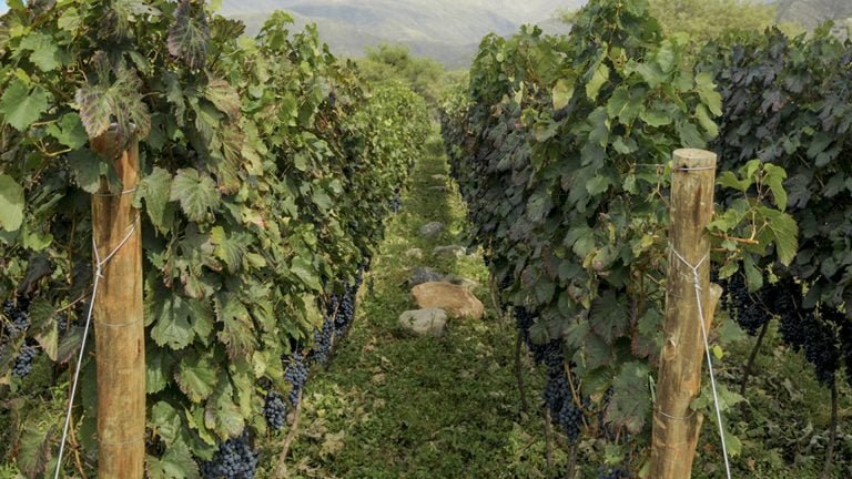 Colocan trampas de “polilla de la vid” para cuidar el desarrollo vitivinícola en La Pampa