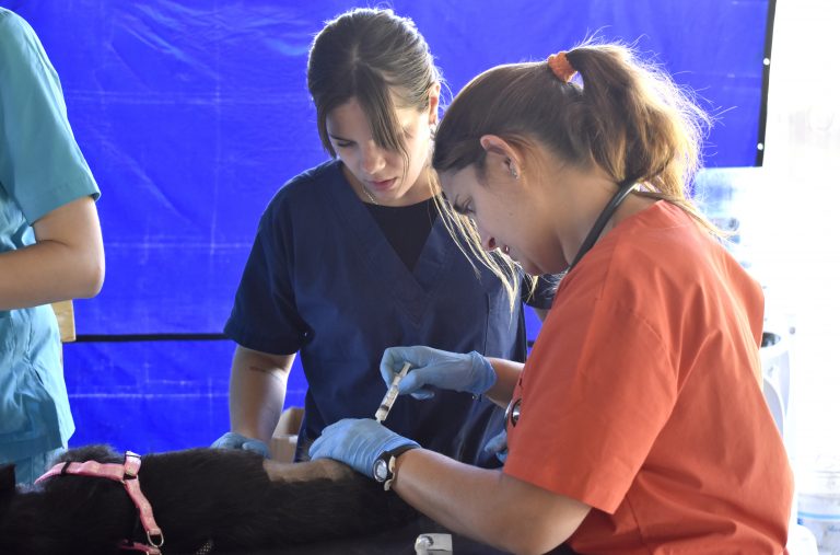Finalizó la última jornada de castración gratuita del año