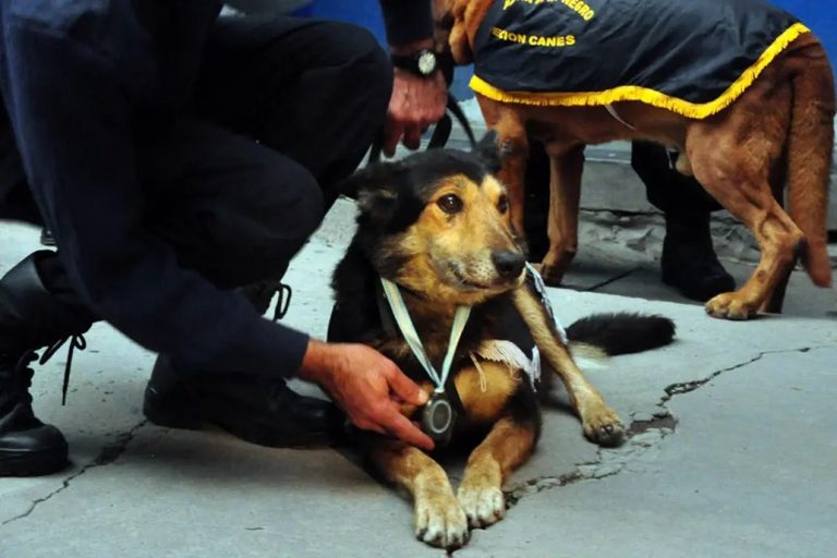 Murió Corbata, el perro rastreador que conmovió al mundo y ayudó en más de 200 casos