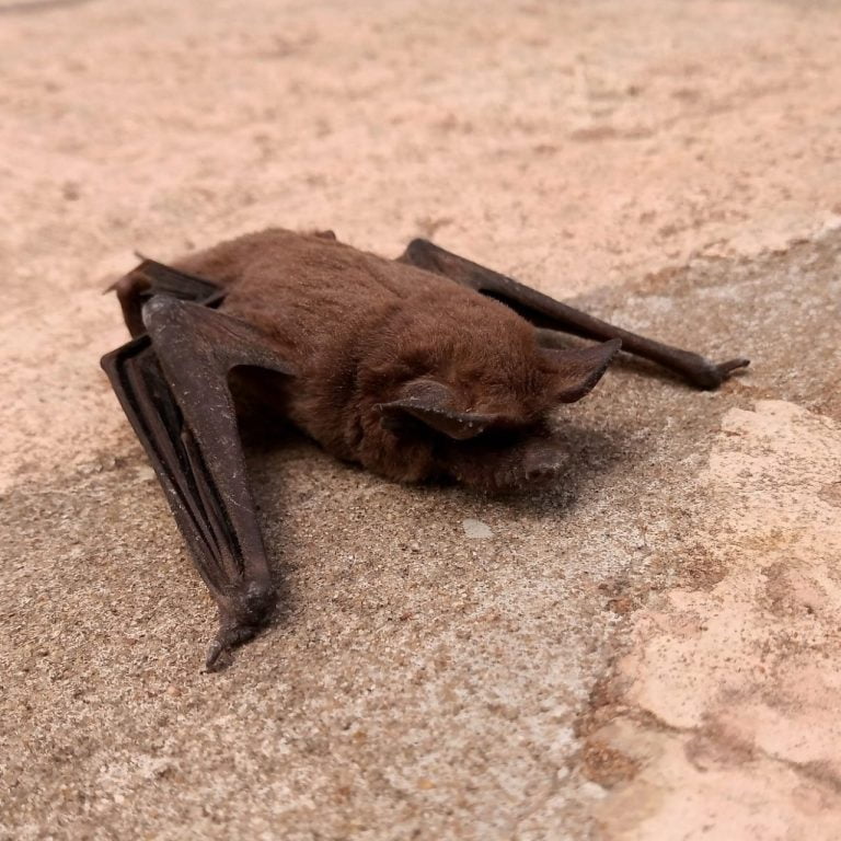 Debido al hallazgo de un murciélago con rabia en pleno centro de Pico, se realizarán acciones de bloqueo y de prevención