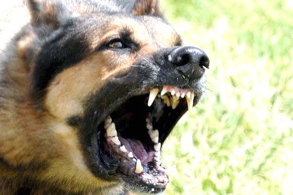 Brasil: Cuatro perros atacaron a un nene y lo mataron