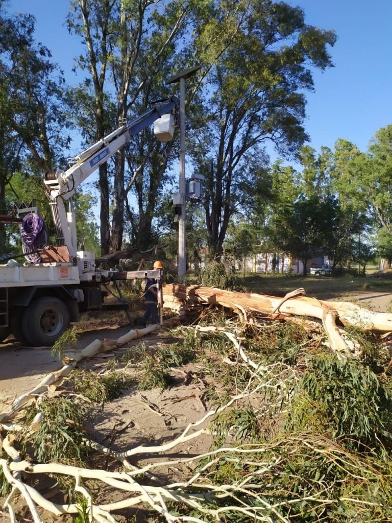 La caída de un árbol dañó un tendido eléctrico y piden uso racional del agua potable