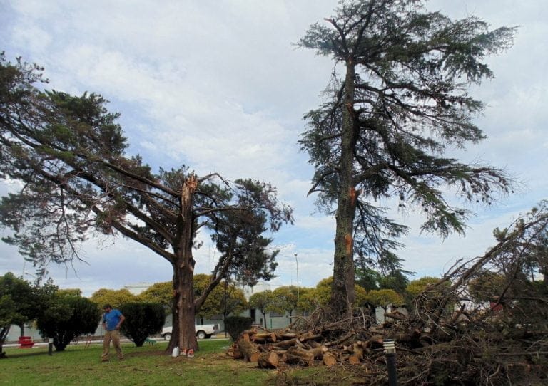 Caleufú: La fuerte tormenta tiró dos grandes árboles de la plaza San Martín