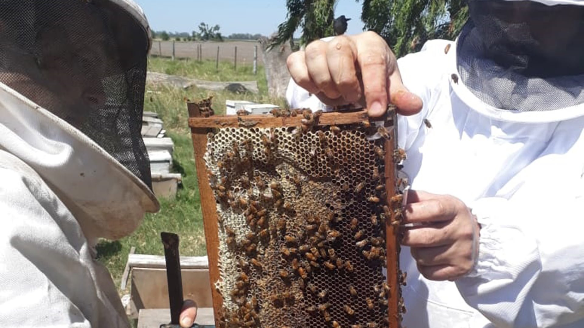 La inspección del estado sanitario de 35 abejas reinas españolas que estan en General Pico fue satisfactorio