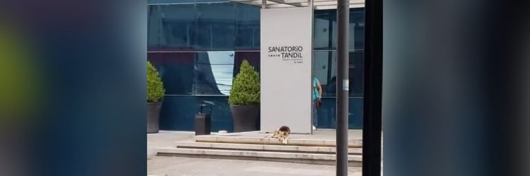 La conmovedora historia de “Lobito”, el perro que espera en el Sanatorio a su dueña internada hace diez días