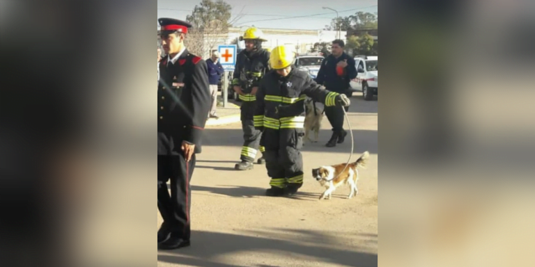 Profunda tristeza en Lonquimay: Murió “Bombita”, la queridísima mascota de Bomberos Voluntarios