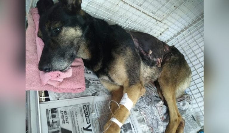 ¡Una gran noticia para compartir!: La perra herida se encuentra bien y ya fue adoptada por una familia