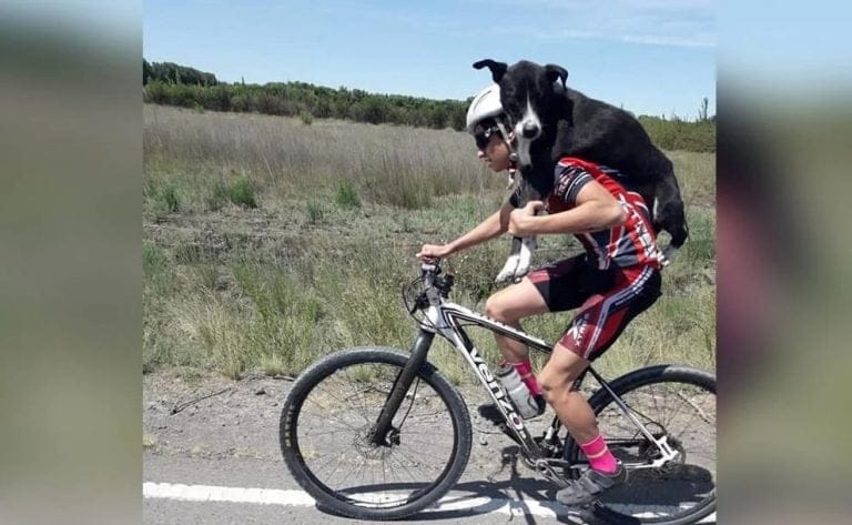 Sucedió en Río Negro: Ciclistas cargaron a un perro en la Ruta para poder salvarlo