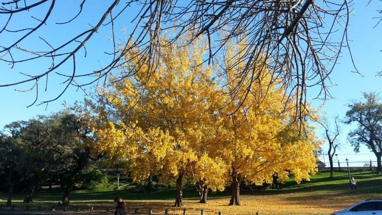 El único árbol inmortal que existe en el mundo tiene ejemplares en Argentina