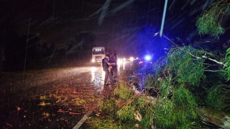 El viento tiró plantas en ruta provincial 1 y en la ciudad