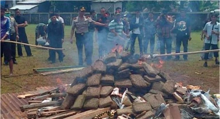 La policía quemó más de 3 toneladas de marihuana al aire libre y drogó a todo un pueblo en Indonesia