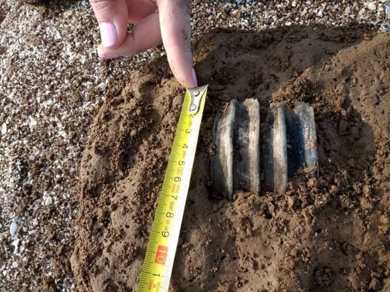 Una familia vacacionaba en Monte Hermoso y halló restos fósiles de entre 10 mil y 25 mil años de antigüedad