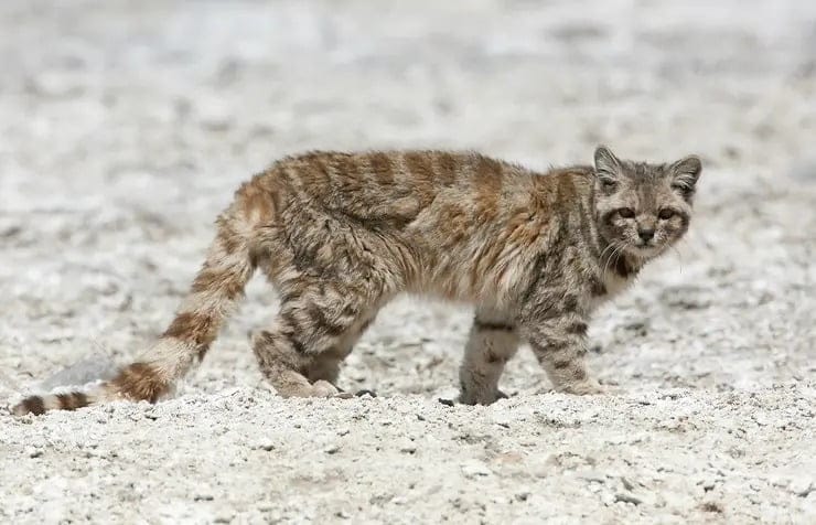 Vieron en Mendoza al felino más amenazado del continente americano Vieron en Mendoza al felino más amenazado del continente americano