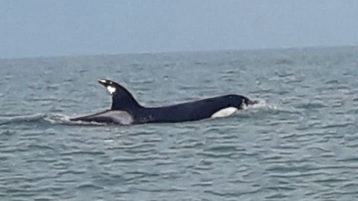 Ahora apareció una orca en Monte Hermoso