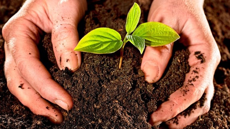 ¡Excelente iniciativa!: En una localidad pampeana plantarán un árbol por cada nacimiento