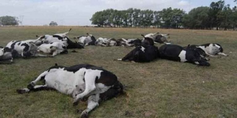Murieron 70 vacas por “estrés térmico” en Ayacucho, Maipú, Balcarce y Las Flores