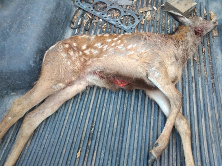 Un piquense cazó una cría de Ciervo Colorado, intentó darse a la fuga, descartó al animal en la Ruta y fue finalmente atrapado